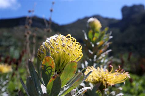 botanischer garten kirstenbosch fotos|Protea Bilder Botanischen Garten Kirstenbosch 